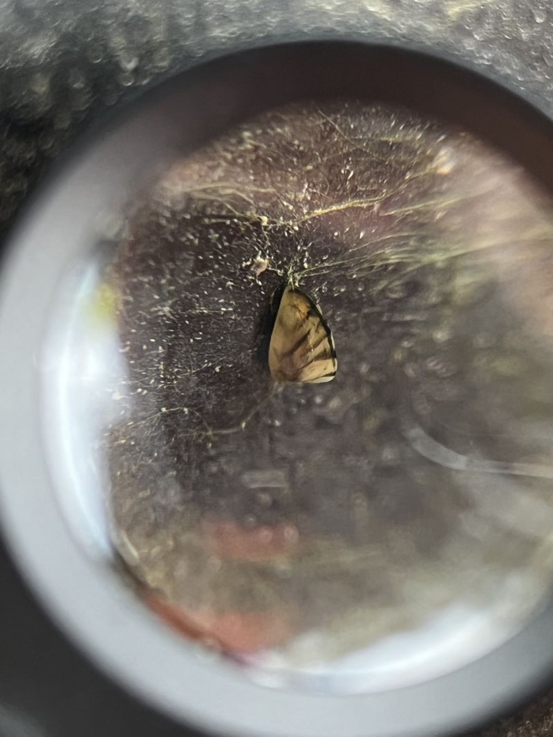 Best course of action to be determined to eradicate zebra mussels from